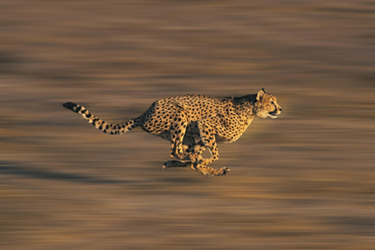 CHEETAH-GettyImages-1254530990