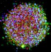 iPS_cell_cluster.jpg