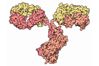 Emulate - antibody structure