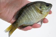 This Wastewater Plant Found A Surprising, Sustainable Solution To Its Daphnia Problems GettyImages-90628767_450_300