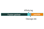 Primrose Bio - Biosimilar Peptide