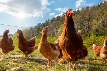 chickens-GettyImages-1394029206 chickens-GettyImages-1394029206
