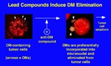 NewBiotics Issued Patent for Double Minute Chromosome Technology