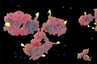 GettyImages-2152418334-antibody-drug-conjugate-render