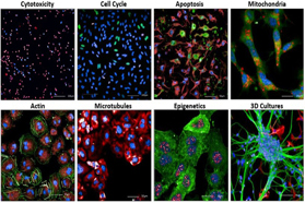 One-Step SAR: Using High-Content Imaging To Drive Small Molecule Protein Degraders From Hit To Lead curia imaging thumb