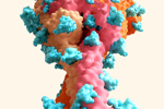 Coronavirus, covid structure-GettyImages-1356006431