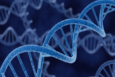Counterfeiting Plant DNA