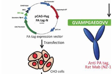 Novel Affinity Tag System For Animal Host Cells: PA Tag