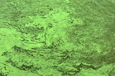thumbnail_algalbloom_Getty-1334302122 thumbnail_algalbloom_Getty-1334302122