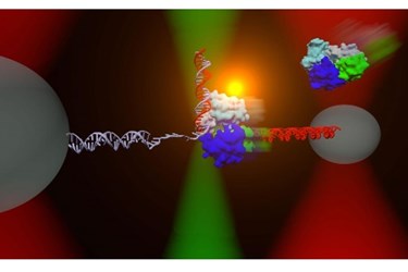 DNA repair