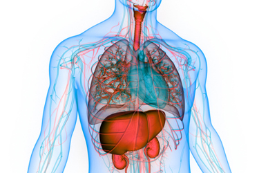 Human Internal Organs Anatomy-GettyImages-1391174702 Human Internal Organs Anatomy-GettyImages-1391174702