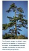 fir fir