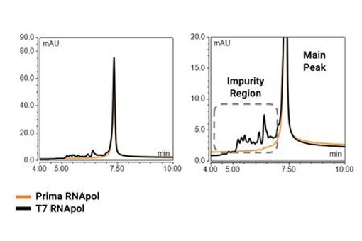 Primrose Bio - Advancing RNA_PRIMA_Education+3rdPartyData_dsRNA-2026-03 (002)