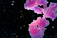 GettyImages-2206300285 antibody