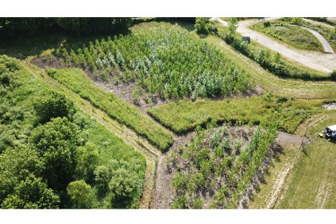 phytoremediation buffer system phytoremediation buffer system