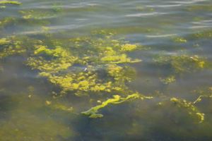 algae_Getty-1399600452