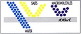 Koch Dendrimers Clean, Maintain Reverse Osmosis Membranes Koch Dendrimers Clean, Maintain Reverse Osmosis Membranes