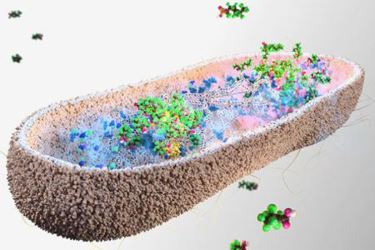 gutmicrobes