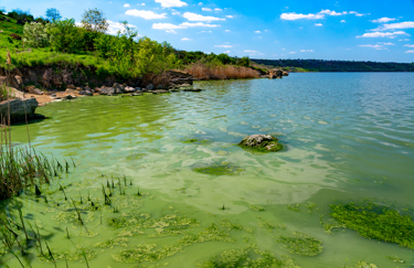 GettyImages-1929939980-algae