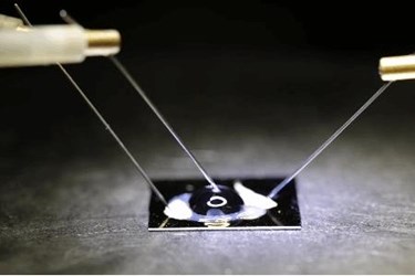 Biosensor chip SNP detection Biosensor chip SNP detection
