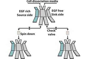 celldissociationmedia