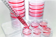 High-Throughput IgG Quantification Assay For Cell Line Development GettyImages-947704926-wells-plate-assay-red-liquid