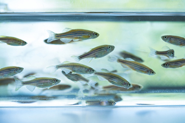 Zebra Fish-GettyImages-1313817987 Zebra Fish-GettyImages-1313817987