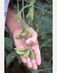 soybean
