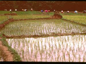 Rice Paddies in China: This image shows Chinese farmers transplanting rice in paddy fields in Yunnan Province, China, July 1999. Fossil fuels, cattle, landfills and rice paddies are the main human-related sources. Previous studies have shown that new rice harvesting techniques can significantly reduce methane emissions and increase yields. Credit: Changsheng Li