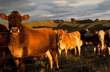 Pathogen Testing for Dairy Pathogen Testing for Dairy