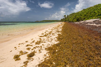 5,000-Mile Sargassum Bloom Approaches Florida, Forcing Adaptation gettyimages-1004856828