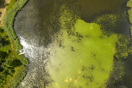 The Enzyme Bottleneck: Why Conventional Lake Management Is Failing &mdash; And What The Science Says About Genuine Bio-Dredging -- https://www.water...
