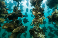 The Single Malt That's Breathing New Life Into Scottish Waters iStock-653783254