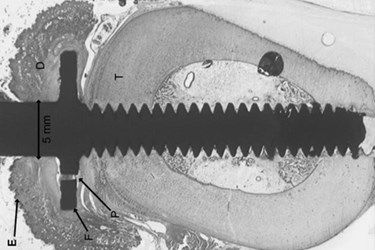 antler_prosthesis antler_prosthesis