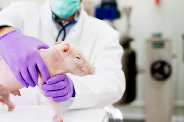 GettyImages-924284672_mini pig