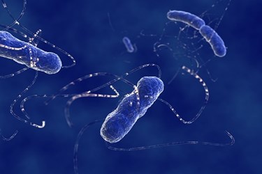 E. Coli 450x300 E. Coli 450x300