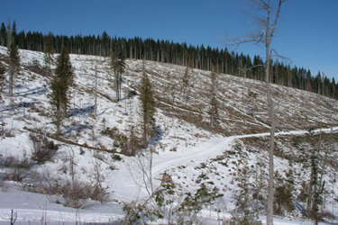 clearcut 4