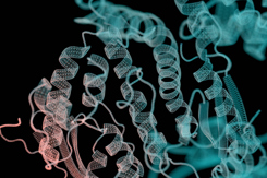 Protein ribbon structure-GettyImages-2192885402