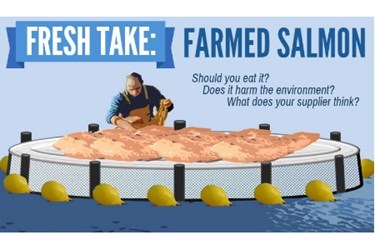 Farmed_salmon