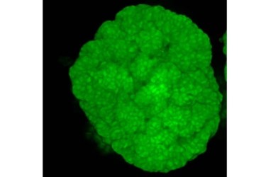 karp intestinal stem cell karp intestinal stem cell