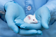 Altasciences' Award-Winning Preclinical Research Services GettyImages-940800024-mouse-research-gloves