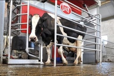 Milking Cows With Farm Robots