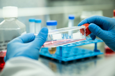 Cell culture at the medicine, medical and cell culture laboratory, safety cabinet-GettyImages-1491012248 Cell culture at the medicine, medical and cell culture laboratory, safety cabinet-GettyImages-1491012248