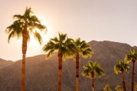GettyImages-1477150258 palm trees sunset california 