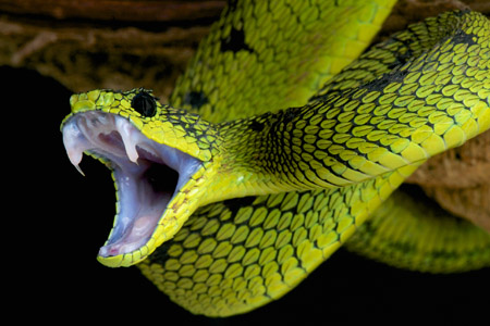 The Promising Emergence Of Venom-Derived Compounds - Vimarsana News