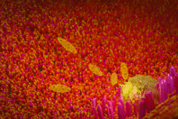 How To Ensure Your Utility Complies With The LT2 cryptosporidium-1295078519