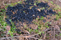 Researchers Develop Method For Reclaiming Wastewater Phosphorus, Improving Soil GettyImages-938376570_450_300