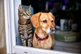 GettyImages-1364253107-dog-cat-animal