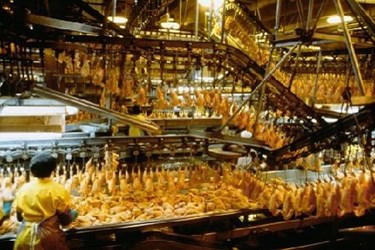 New Poultry Inspection System FSIS New Poultry Inspection System FSIS