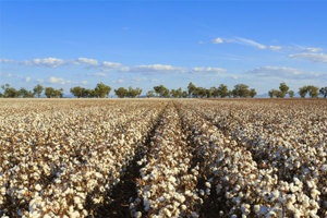 UV Disinfection And Dechlorination At Cottonseed Processing Facility In Texas, US getty-522556574522556574-cotton-field